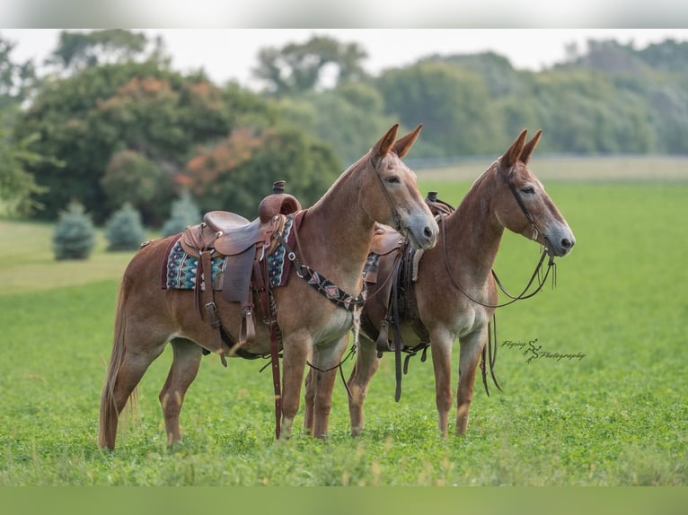 Mule Gelding 13 years 14,3 hh in Hastings