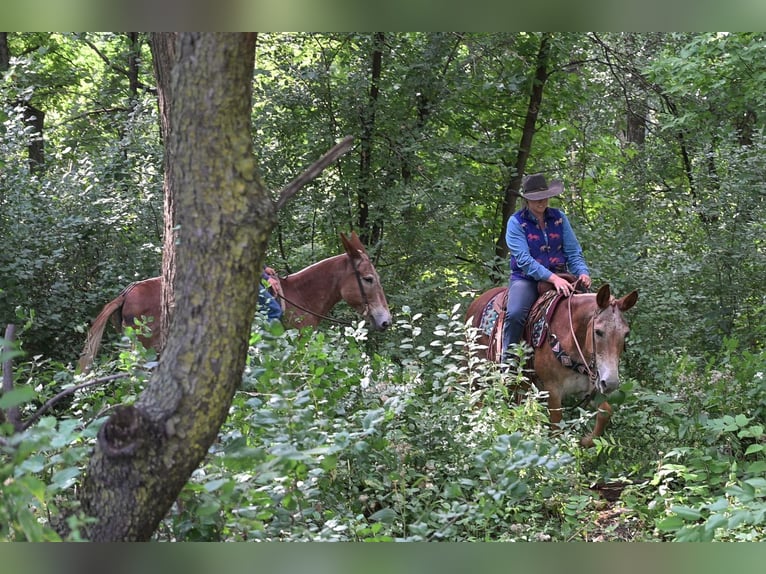 Mule Gelding 13 years 14,3 hh in Hastings