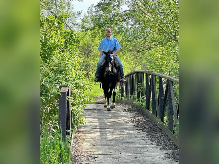 Mule Gelding 13 years 15,1 hh Black in Van Horne IA