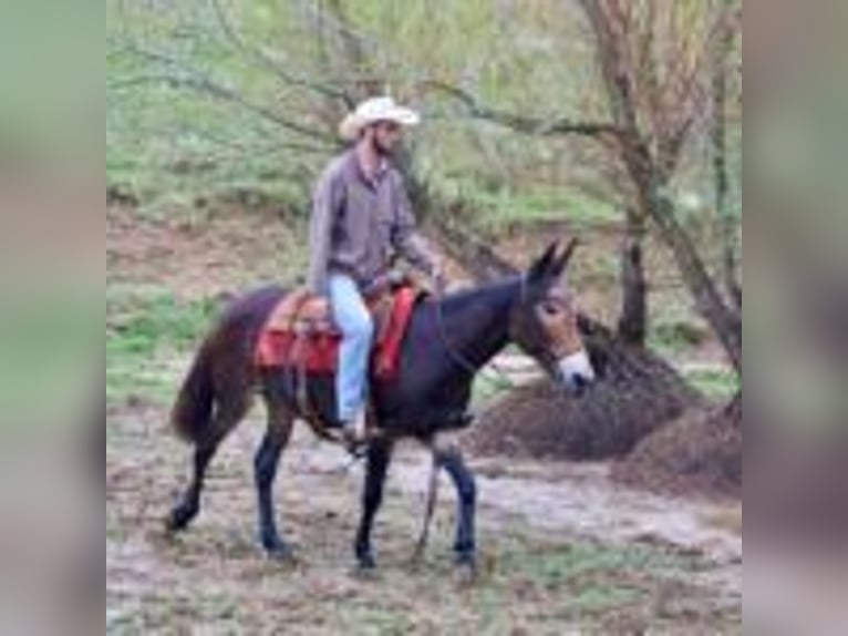 Mule Gelding 13 years 15,1 hh Black in Brooksville Ky