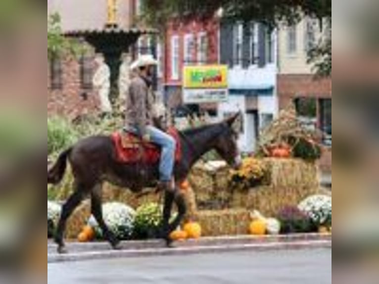 Mule Gelding 13 years 15,1 hh Black in Brooksville Ky