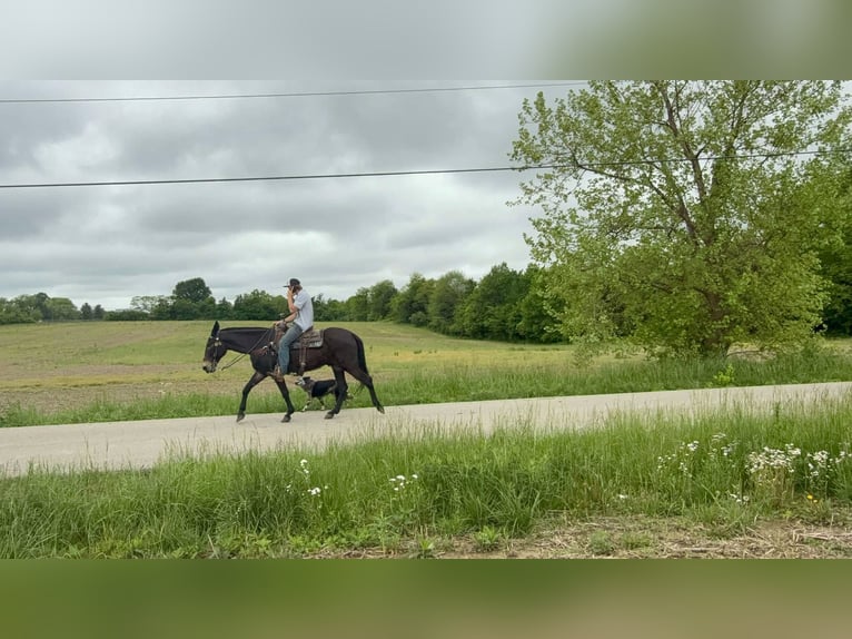 Mule Gelding 13 years 15,1 hh Black in Moscow OH