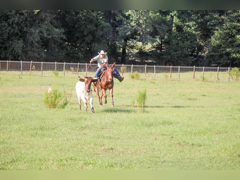 Mule Gelding 13 years 15,1 hh Sorrel in Rusk TX