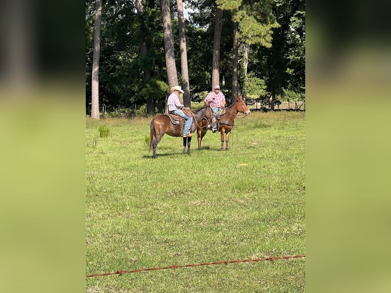 Mule Gelding 13 years 15,1 hh Sorrel in Rusk TX