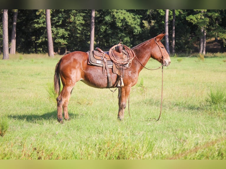 Mule Gelding 13 years 15,1 hh Sorrel in Rusk TX