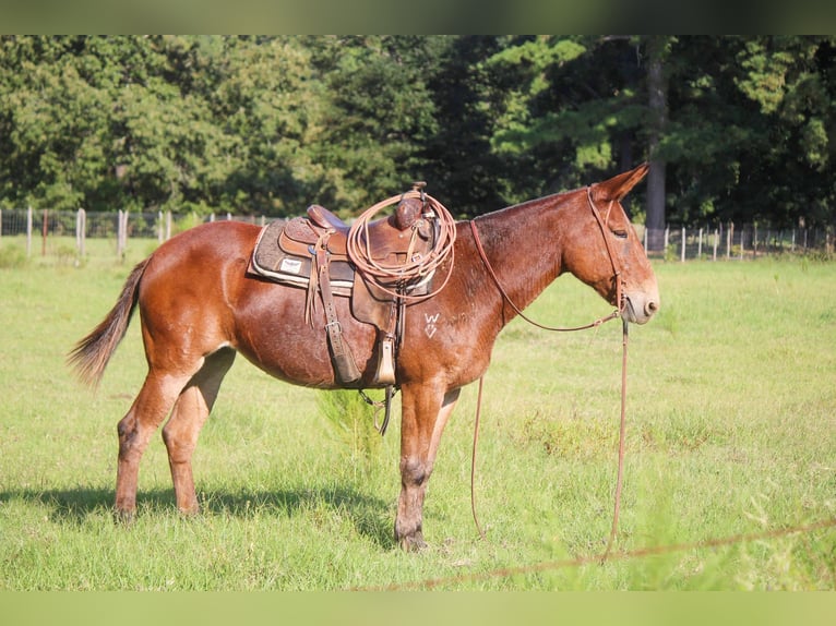 Mule Gelding 13 years 15,1 hh Sorrel in Rusk TX