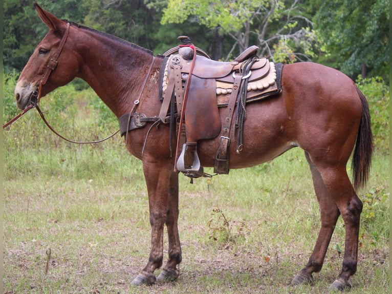 Mule Gelding 13 years 15,1 hh Sorrel in Rusk TX