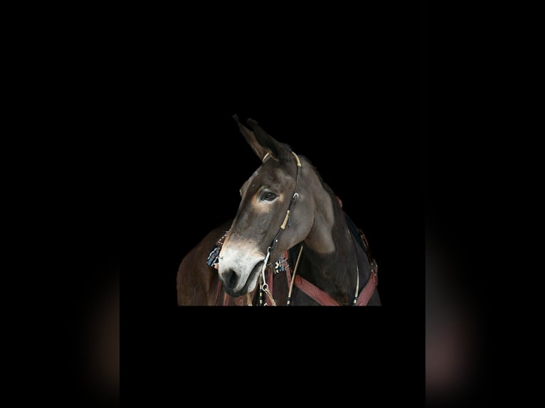 Mule Gelding 13 years 15.3 hh Black in Rebersburg