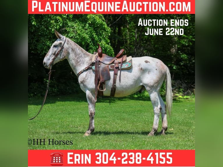 Mule Gelding 13 years 15,3 hh Chestnut in Flemingsburg Ky