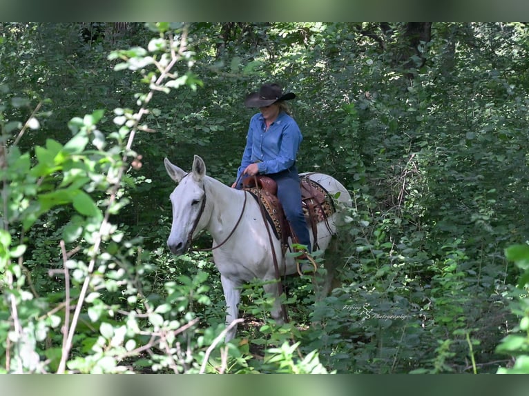 Mule Gelding 13 years 15 hh Grey in Hastings