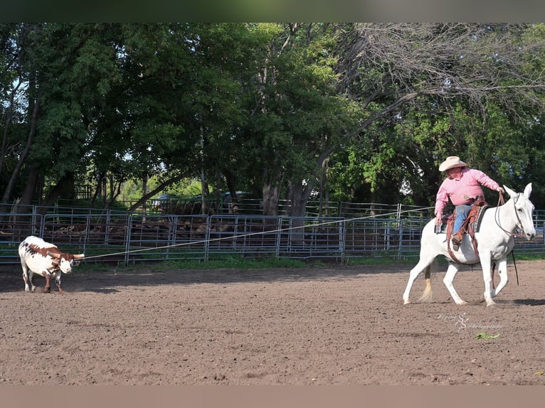 Mule Gelding 13 years 15 hh Grey in Hastings