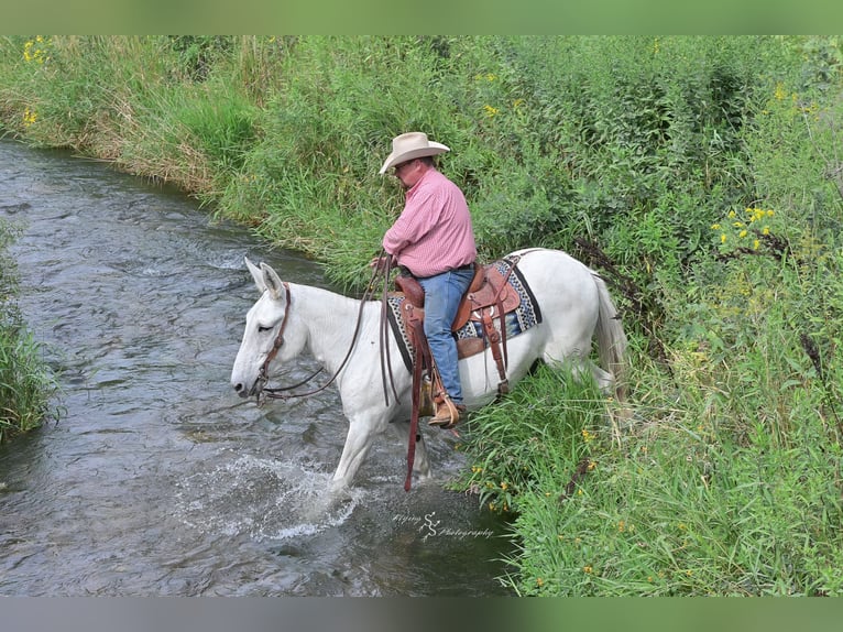 Mule Gelding 13 years 15 hh Grey in Hastings