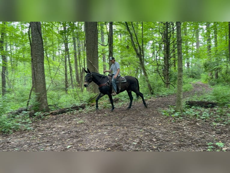 Mule Gelding 13 years 15,1 hh Black in Moscow OH