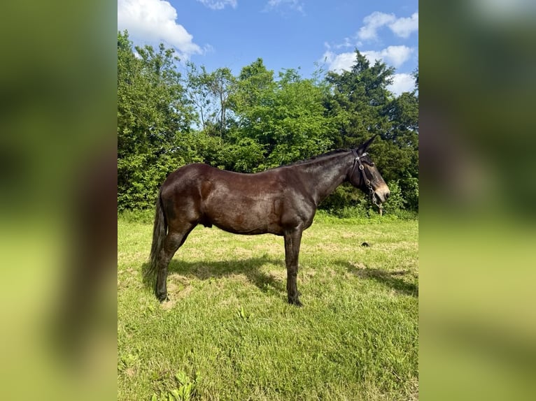 Mule Gelding 13 years 15,1 hh Black in Moscow OH