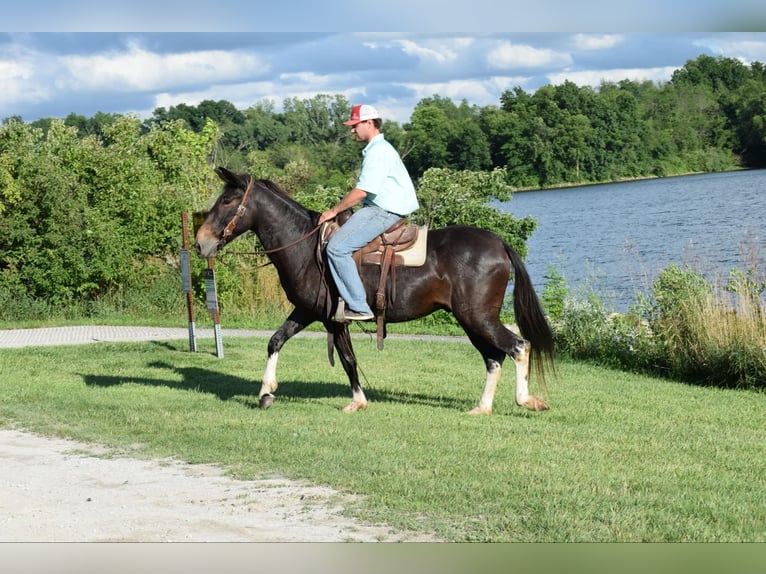 Mule Gelding 13 years 15,2 hh in Van Horne IA