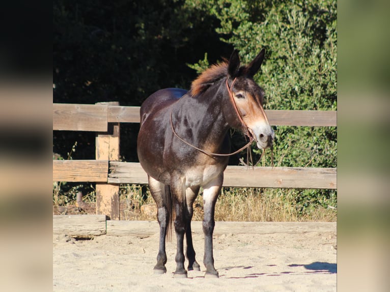 Mule Gelding 13 years Bay in Bitterwater CA