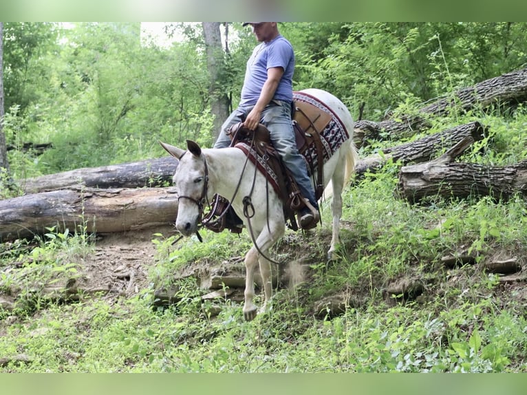 Mule Gelding 13 years Chestnut in Brooksville KY