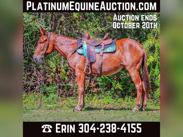 Mule Gelding 13 years Chestnut in Flemingsburg KY