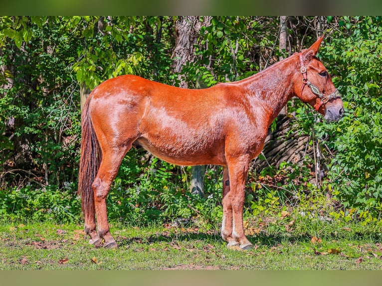 Mule Gelding 13 years Chestnut in Flemingsburg KY