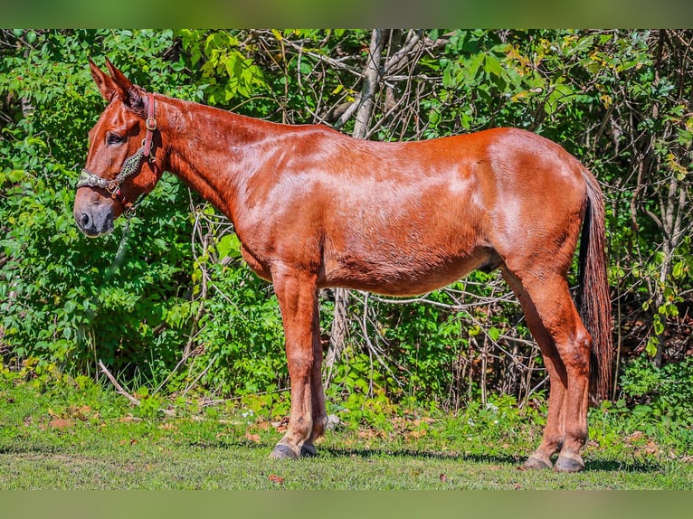 Mule Gelding 13 years Chestnut in Flemingsburg KY