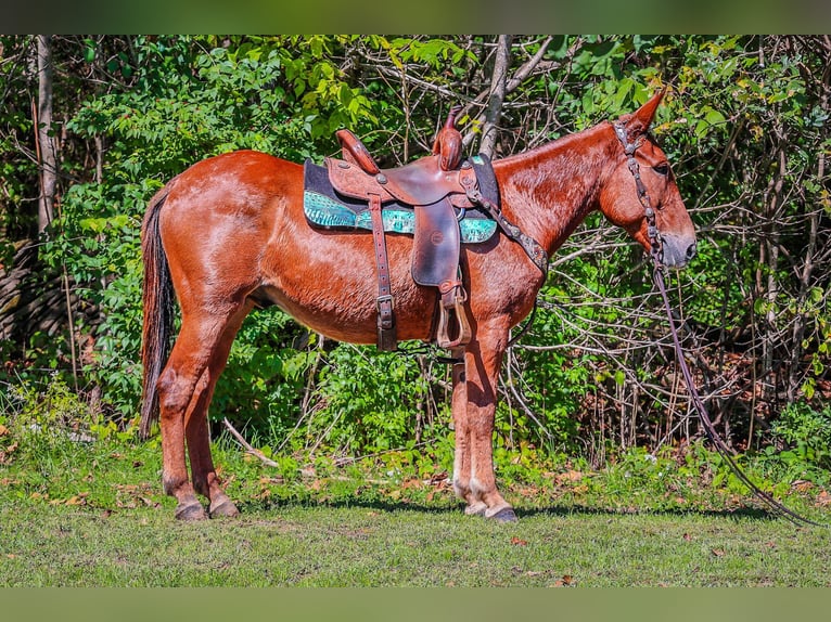 Mule Gelding 13 years Chestnut in Flemingsburg KY