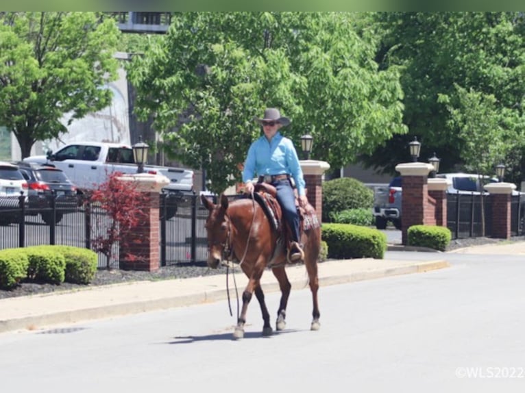 Mule Gelding 13 years Dun in Brookesville KY