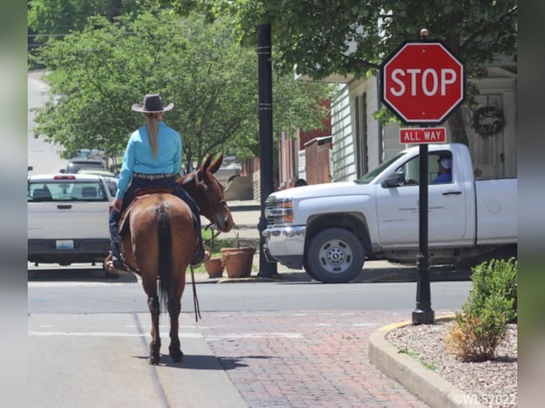 Mule Gelding 13 years Dun in Brookesville KY