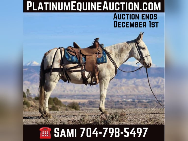 Mule Gelding 13 years Tobiano-all-colors in Brooksville Ky