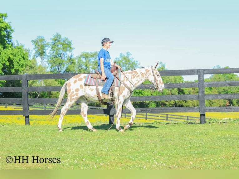 Mule Gelding 13 years  in Flemingsburg