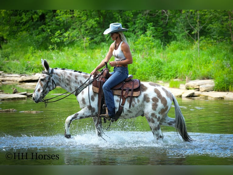 Mule Gelding 13 years  in Flemingsburg