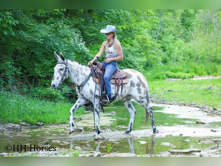 Mule Gelding 13 years  in Flemingsburg