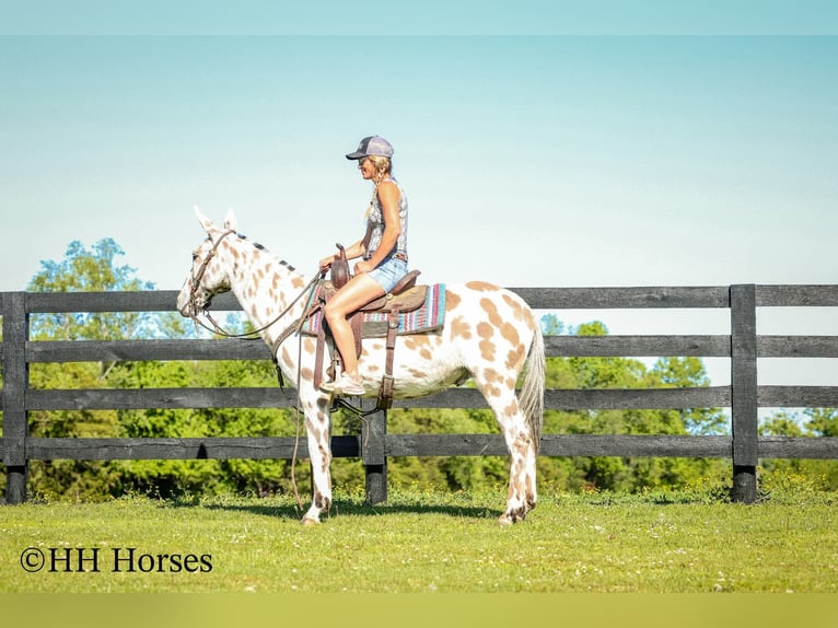 Mule Gelding 13 years  in Flemingsburg