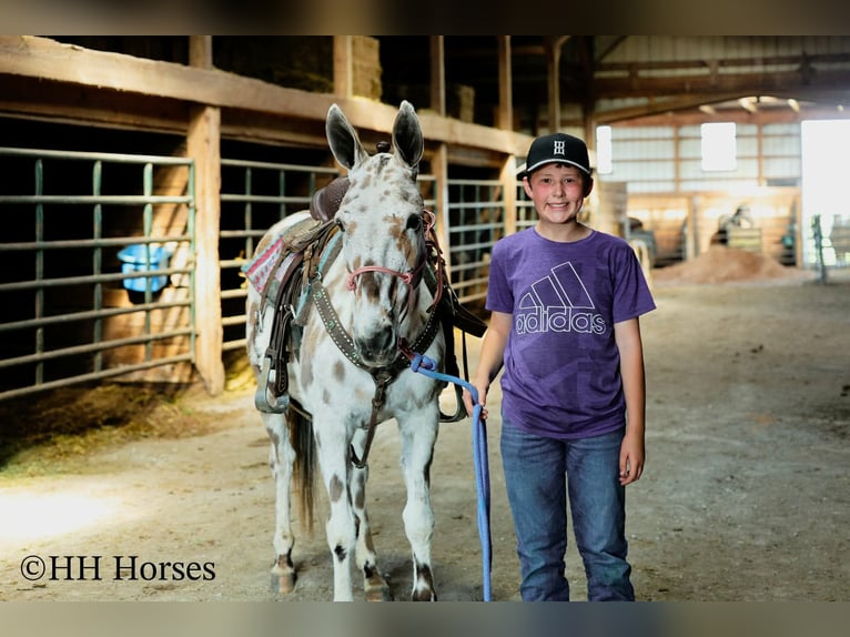 Mule Gelding 13 years  in Flemingsburg