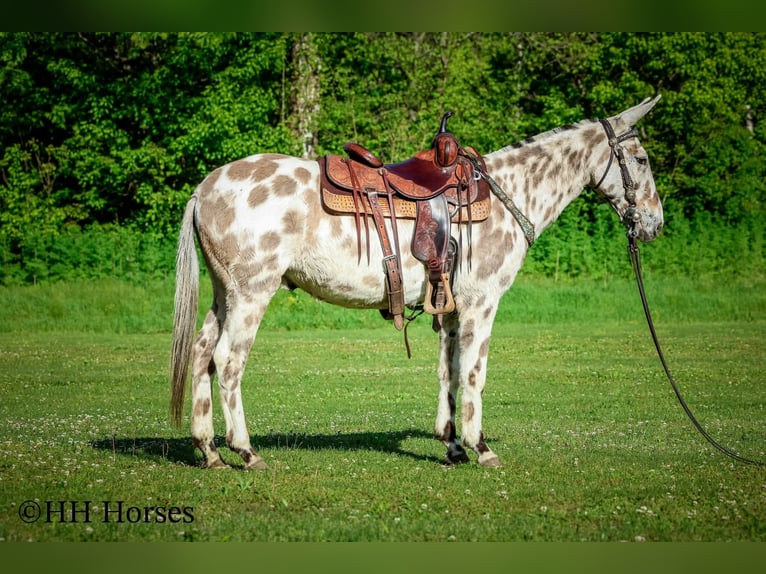 Mule Gelding 13 years  in Flemingsburg