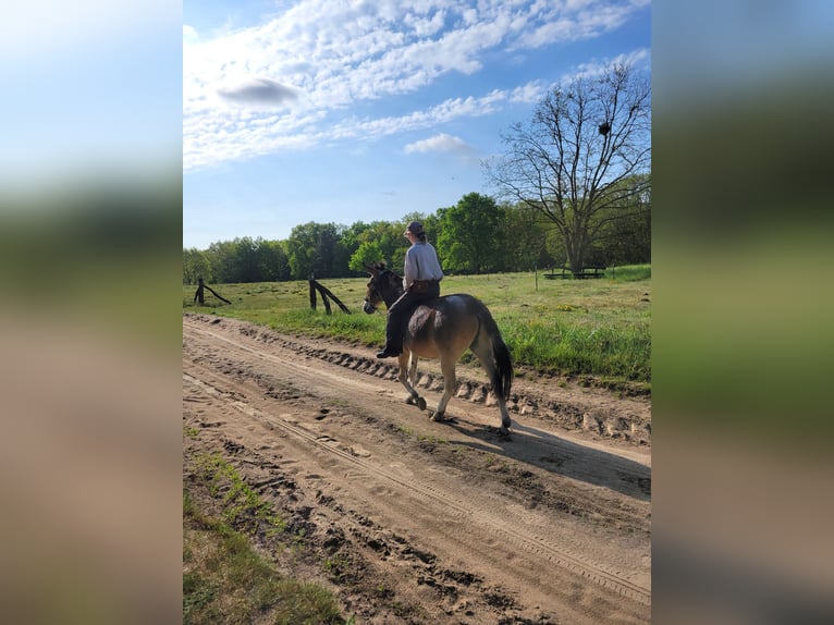Mule Gelding 14 years 13,3 hh Brown-Light in Salzwedel