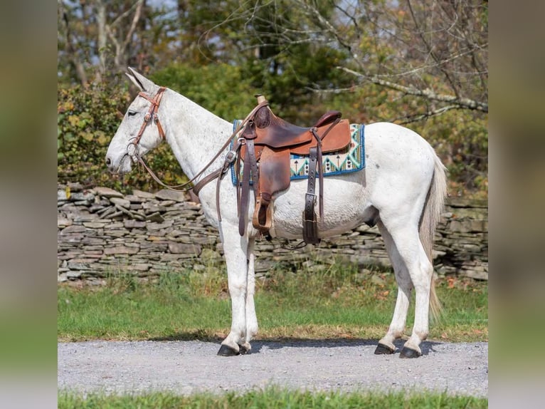 Mule Gelding 14 years 14.1 hh Grey in Everett PA