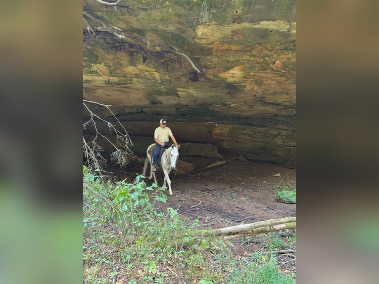 Mule Gelding 14 years 14.1 hh Grey in Everett PA