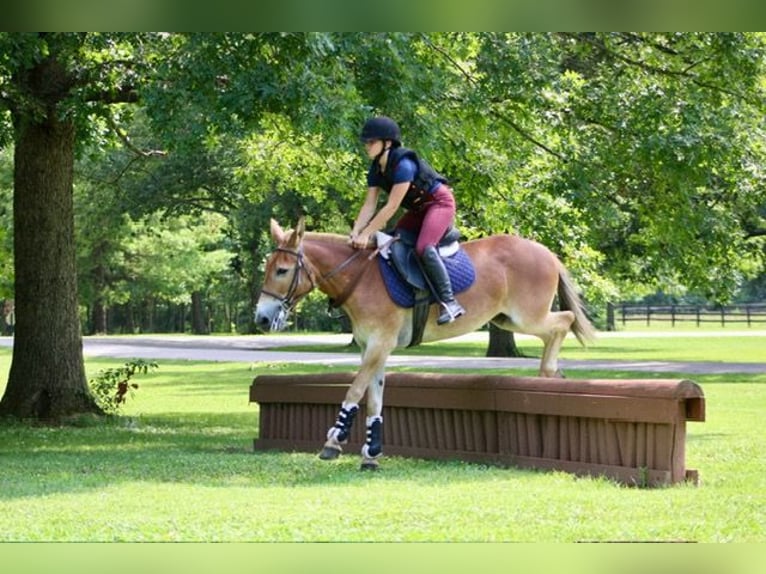 Mule Gelding 14 years 14,1 hh Sorrel in Borden, IN