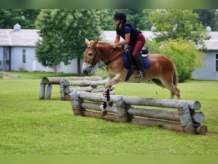 Mule Gelding 14 years 14,1 hh Sorrel in Borden, IN