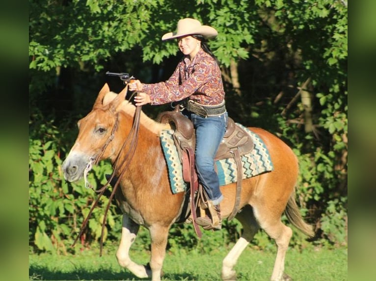 Mule Gelding 14 years 14,1 hh Sorrel in Borden, IN