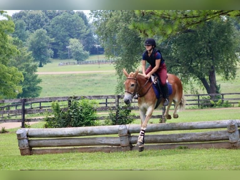 Mule Gelding 14 years 14,1 hh Sorrel in Borden, IN