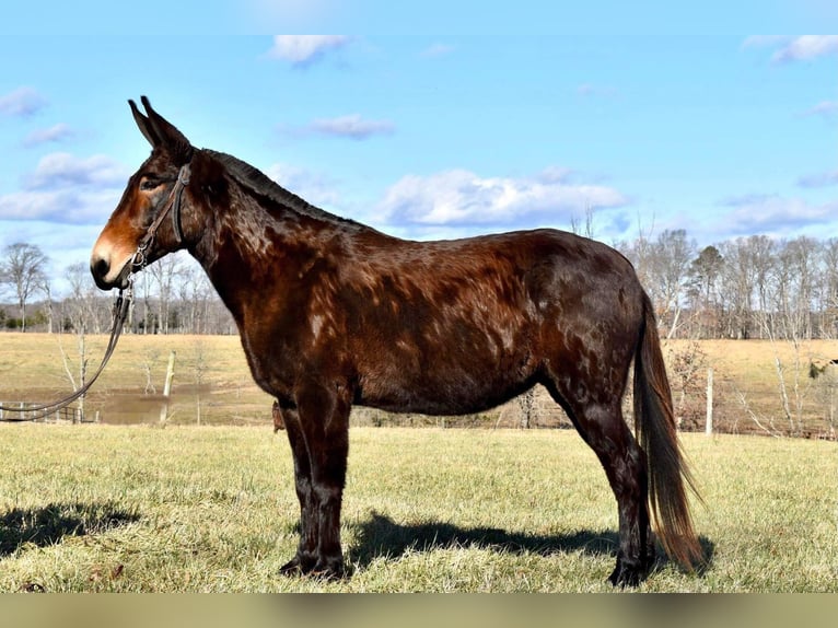 Mule Gelding 14 years 14,3 hh Bay in Whitley City Ky