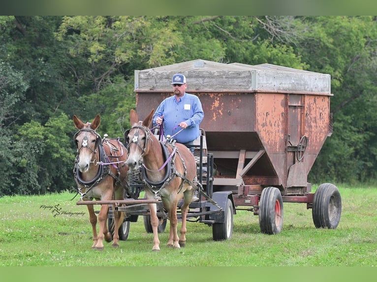 Mule Gelding 14 years 14,3 hh in Hastings