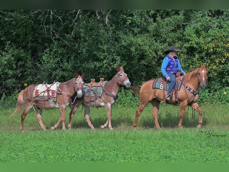 Mule Gelding 14 years 14,3 hh in Hastings