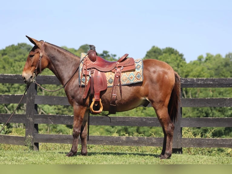 Mule Gelding 14 years 14 hh Bay in Brooksville Ky