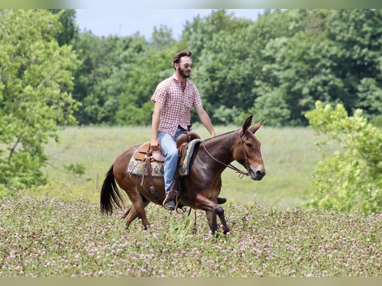 Mule Gelding 14 years 14 hh Bay in Brooksville Ky