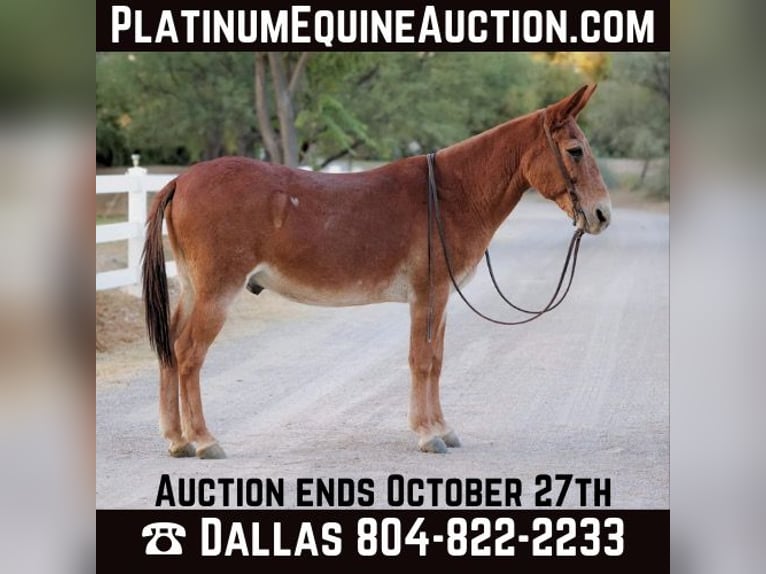 Mule Gelding 14 years 14 hh Chestnut in Camp Verde AZ