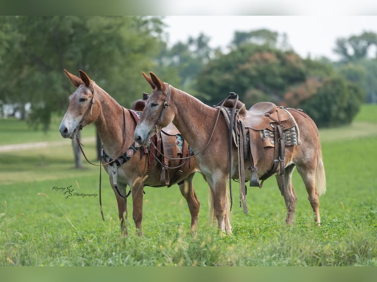 Mule Gelding 14 years 14,3 hh in Hastings
