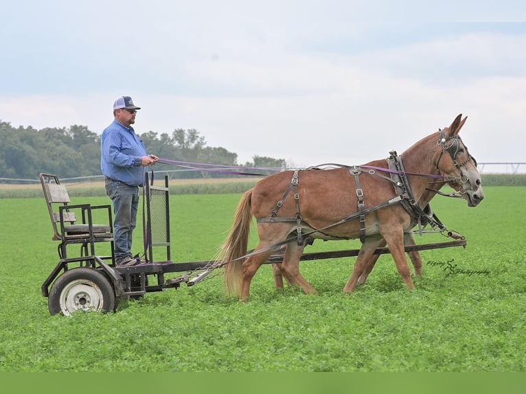 Mule Gelding 14 years 14,3 hh in Hastings