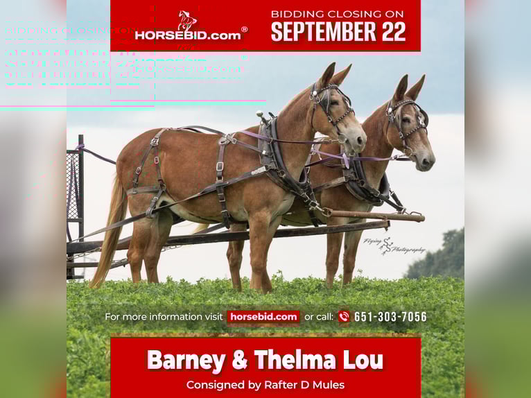 Mule Gelding 14 years 14,3 hh in Hastings